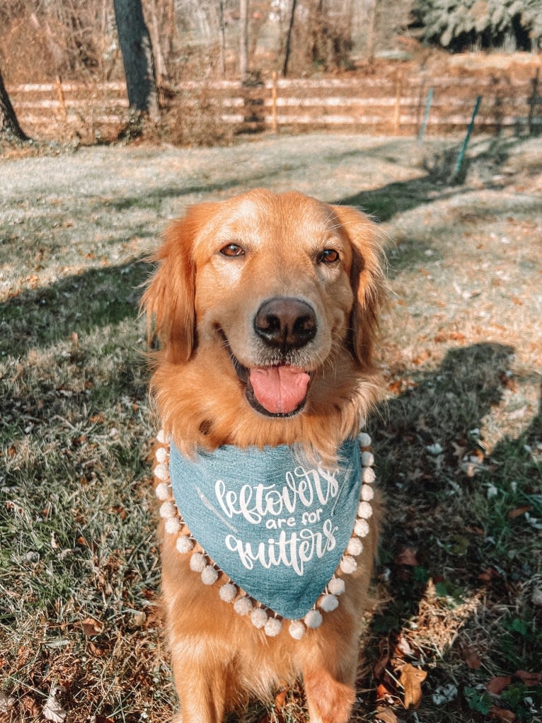 Marley, a Golden Retriever tested with EmbarkVet.com