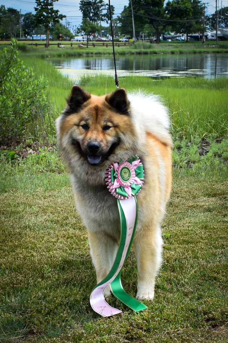 Rhu, an Eurasier tested with EmbarkVet.com