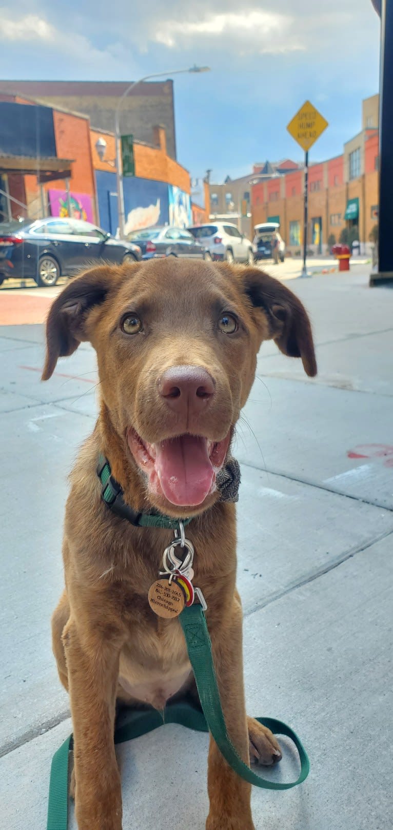 Frankie, an Australian Cattle Dog and Labrador Retriever mix tested with EmbarkVet.com