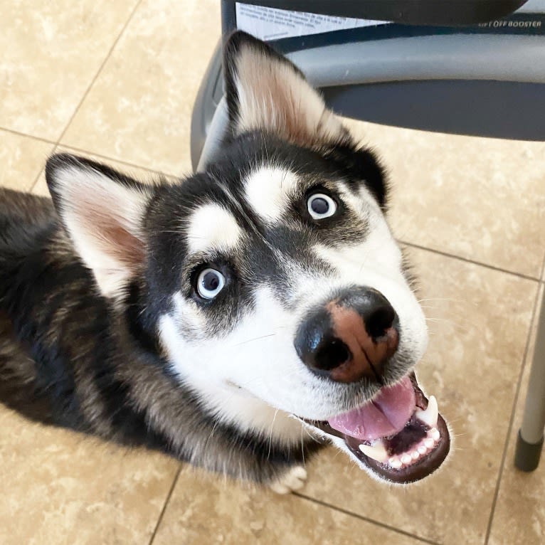 Shasta, a Siberian Husky tested with EmbarkVet.com