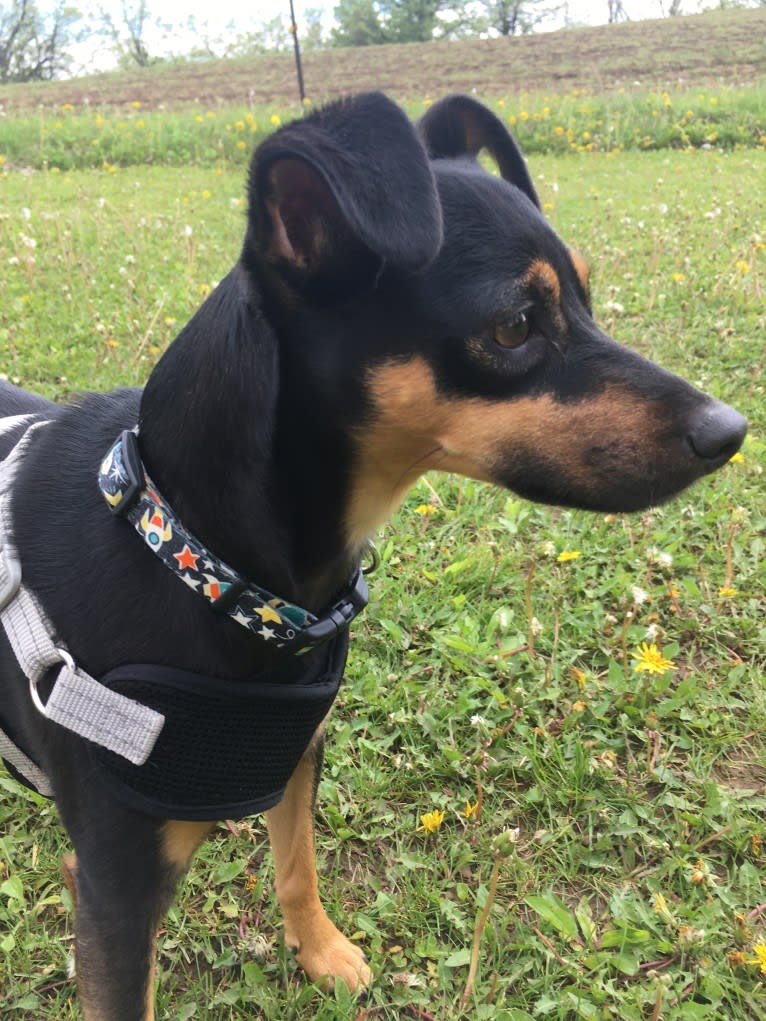 Marta, a Miniature Pinscher and American Pit Bull Terrier mix tested with EmbarkVet.com