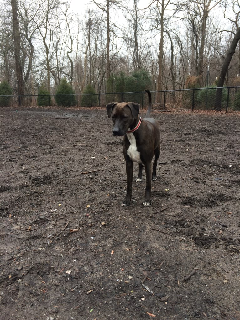 Carly, an American Pit Bull Terrier and Rottweiler mix tested with EmbarkVet.com