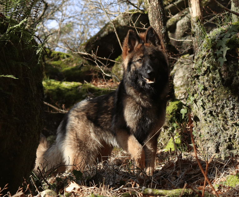 Fëalócëllen Eltänin, a German Shepherd Dog tested with EmbarkVet.com