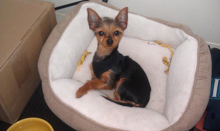 Lucy, a Yorkshire Terrier and Miniature Pinscher mix tested with EmbarkVet.com