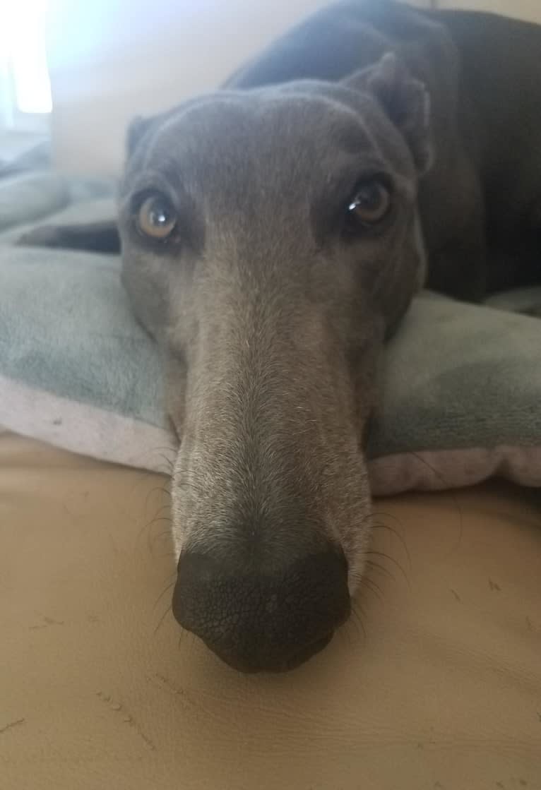 Whiskey, a Greyhound tested with EmbarkVet.com