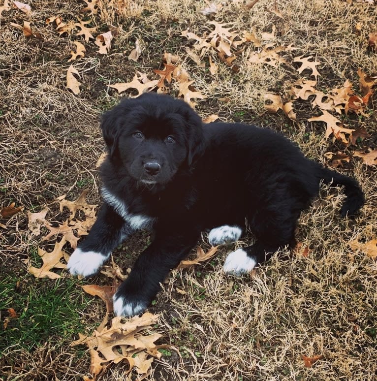 Oliver, a Great Pyrenees and Golden Retriever mix tested with EmbarkVet.com