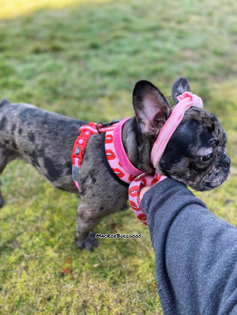 Pink Lady, a French Bulldog tested with EmbarkVet.com