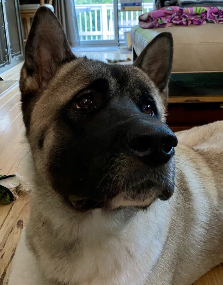 King, an Akita tested with EmbarkVet.com