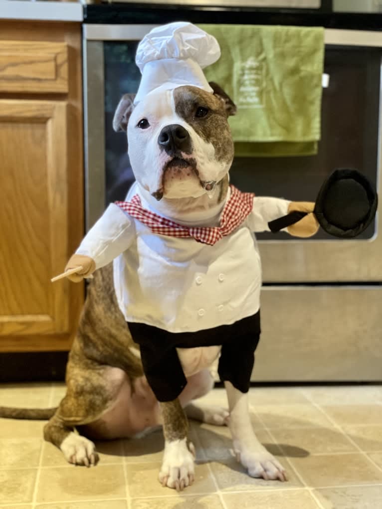 Bosley, an American Bully tested with EmbarkVet.com