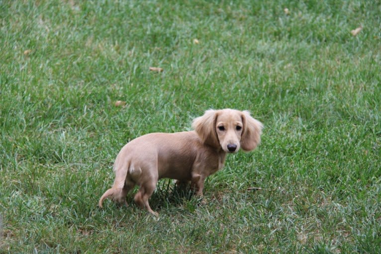 Oliver (Ollie) von Frederick, a Dachshund tested with EmbarkVet.com