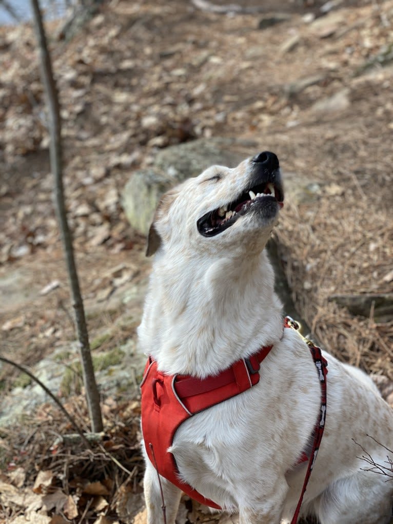 Maxwell, an Australian Shepherd and Australian Cattle Dog mix tested with EmbarkVet.com