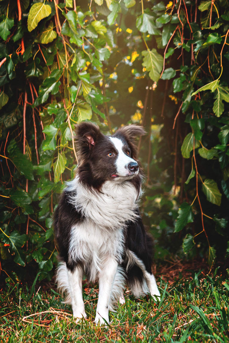 Koda, a Border Collie tested with EmbarkVet.com