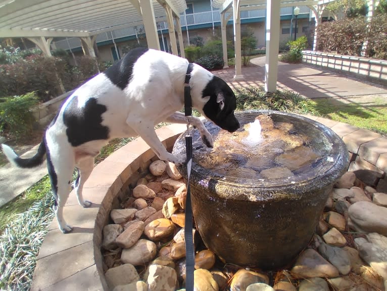 PATIENCE, a Labrador Retriever and American Pit Bull Terrier mix tested with EmbarkVet.com