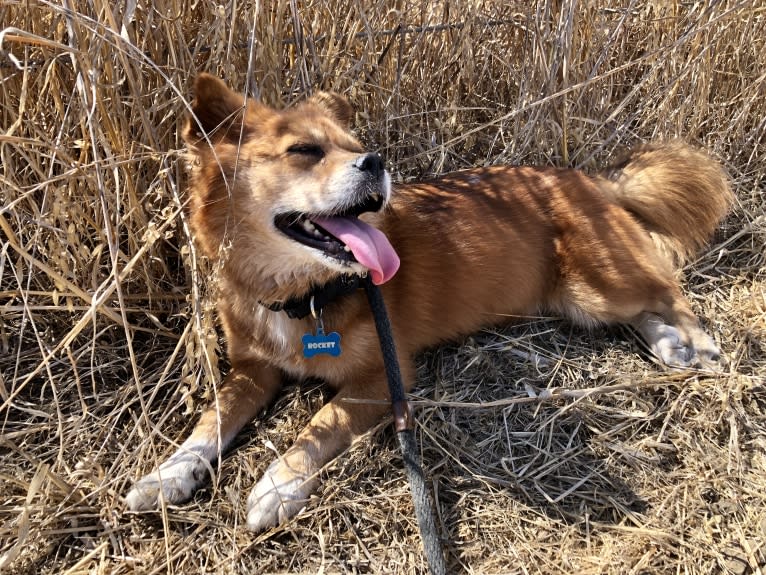 Rocket, a Chinese Village Dog and Pekingese mix tested with EmbarkVet.com