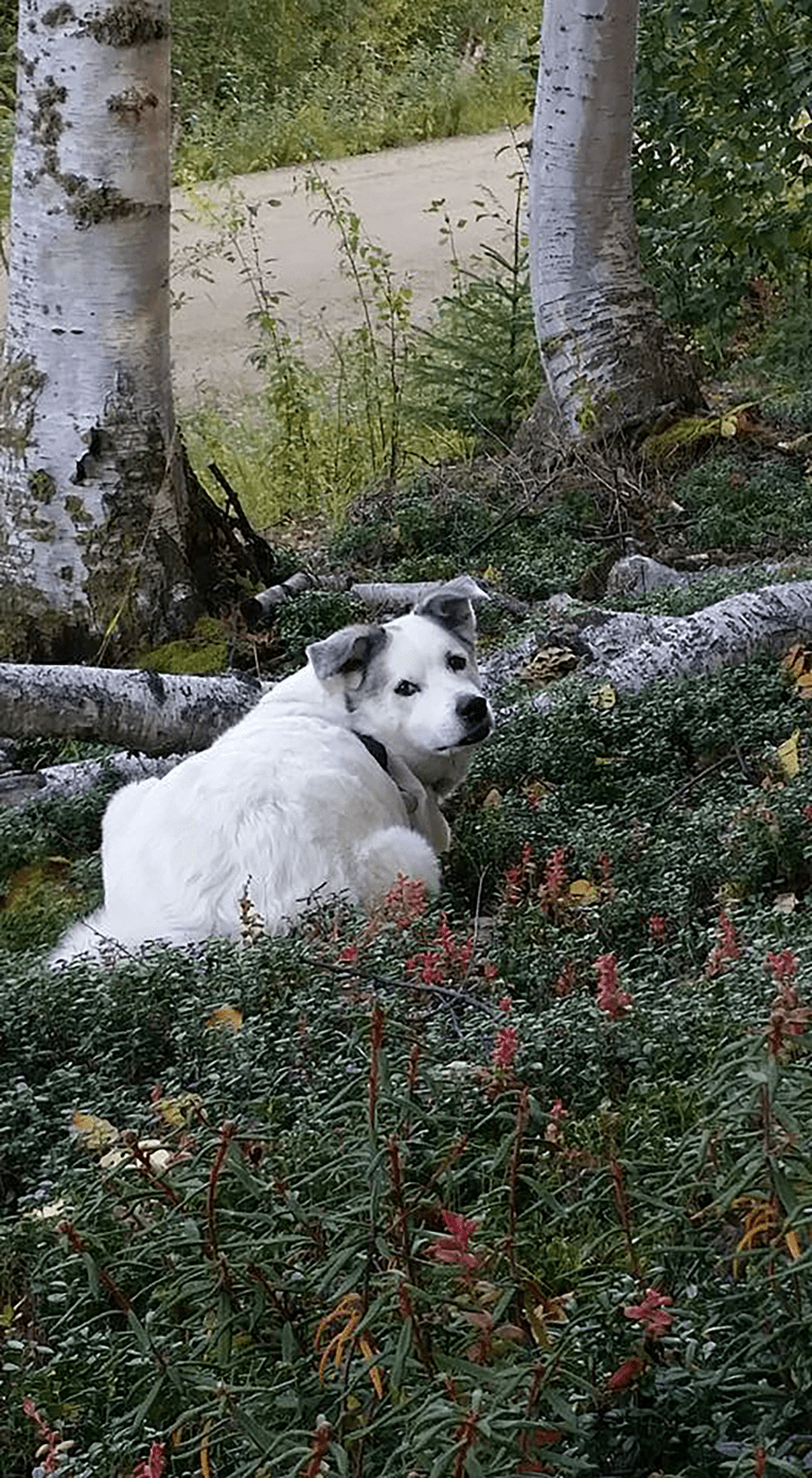 Buddy, an American Eskimo Dog and Norwegian Elkhound mix tested with EmbarkVet.com