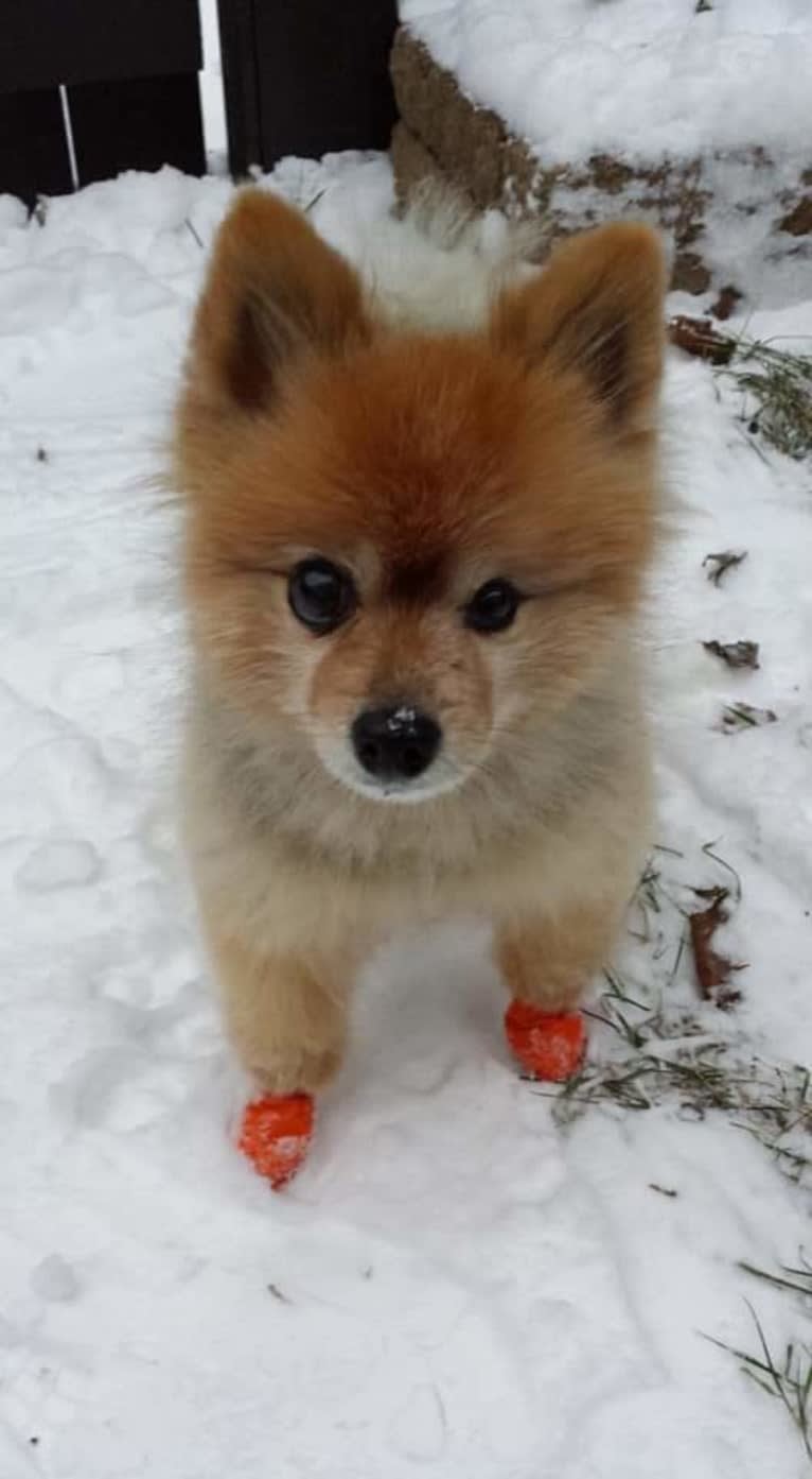 Zeke, a Pomeranian tested with EmbarkVet.com