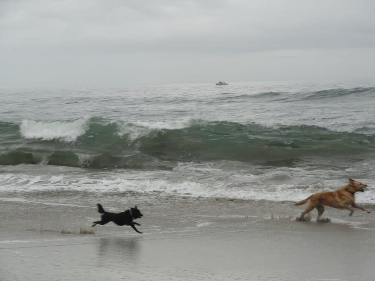 Renard, a Pomeranian and Russell-type Terrier mix tested with EmbarkVet.com