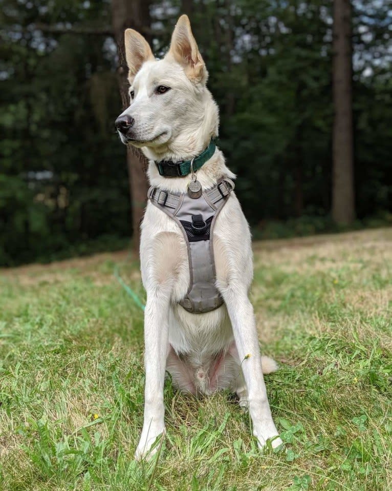 Summit, a Siberian Husky and Great Pyrenees mix tested with EmbarkVet.com
