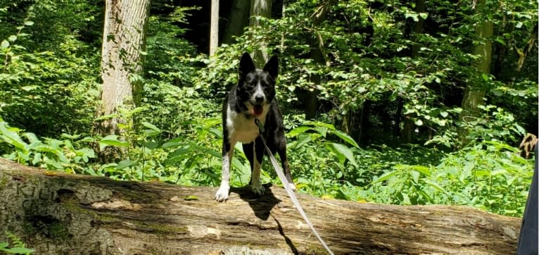 Kaylee, an Australian Cattle Dog and Alaskan Malamute mix tested with EmbarkVet.com