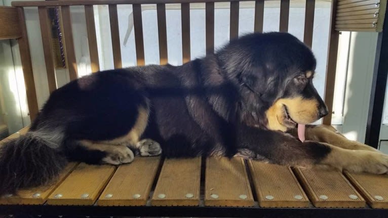 BAGIRA, a Tibetan Mastiff tested with EmbarkVet.com