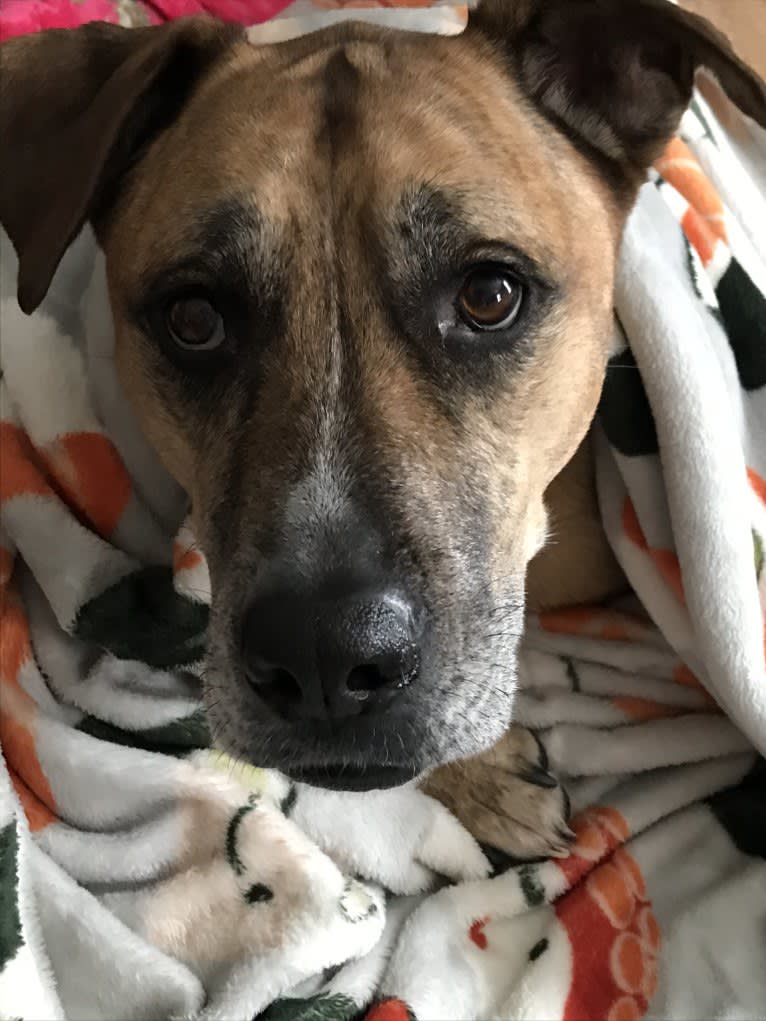 Chubs, an American Bulldog and Siberian Husky mix tested with EmbarkVet.com