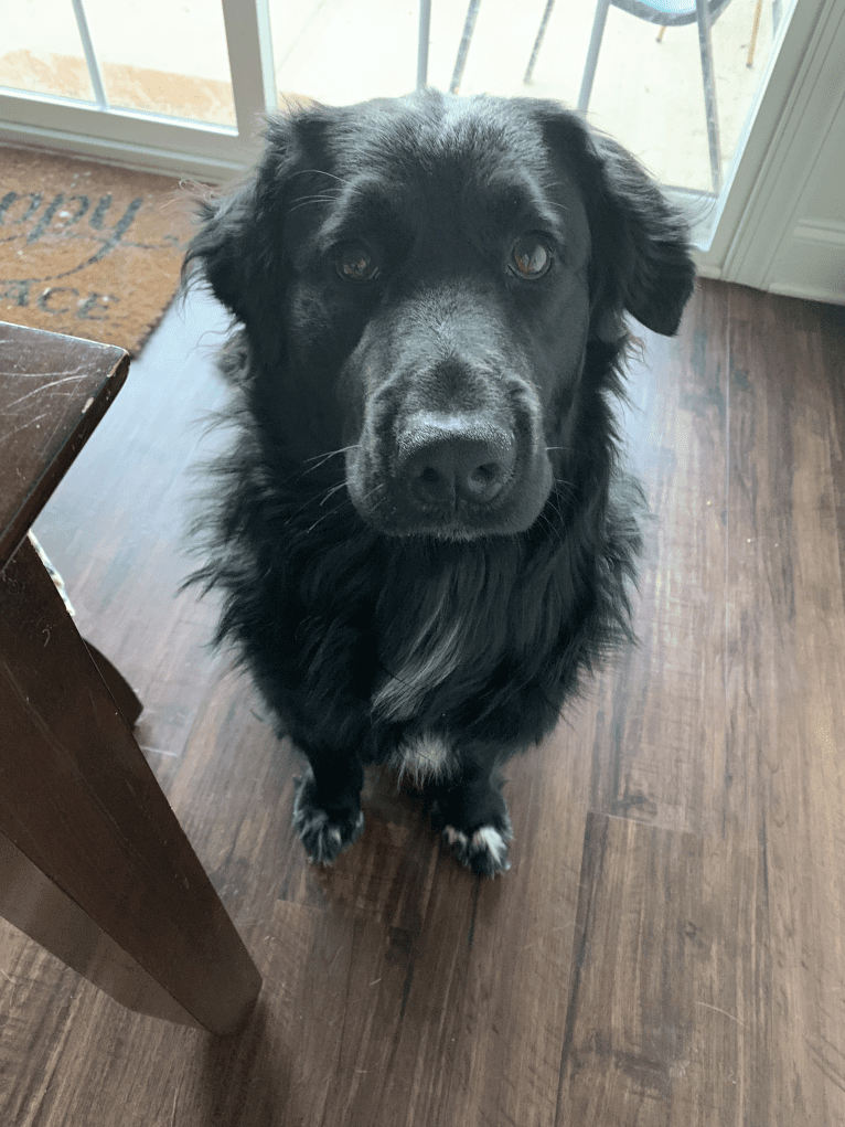 Mason, a Great Pyrenees and Labrador Retriever mix tested with EmbarkVet.com