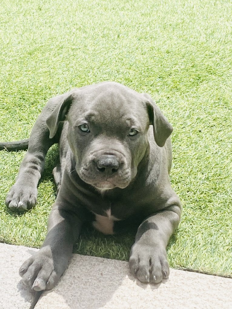 Storm, an American Bully tested with EmbarkVet.com