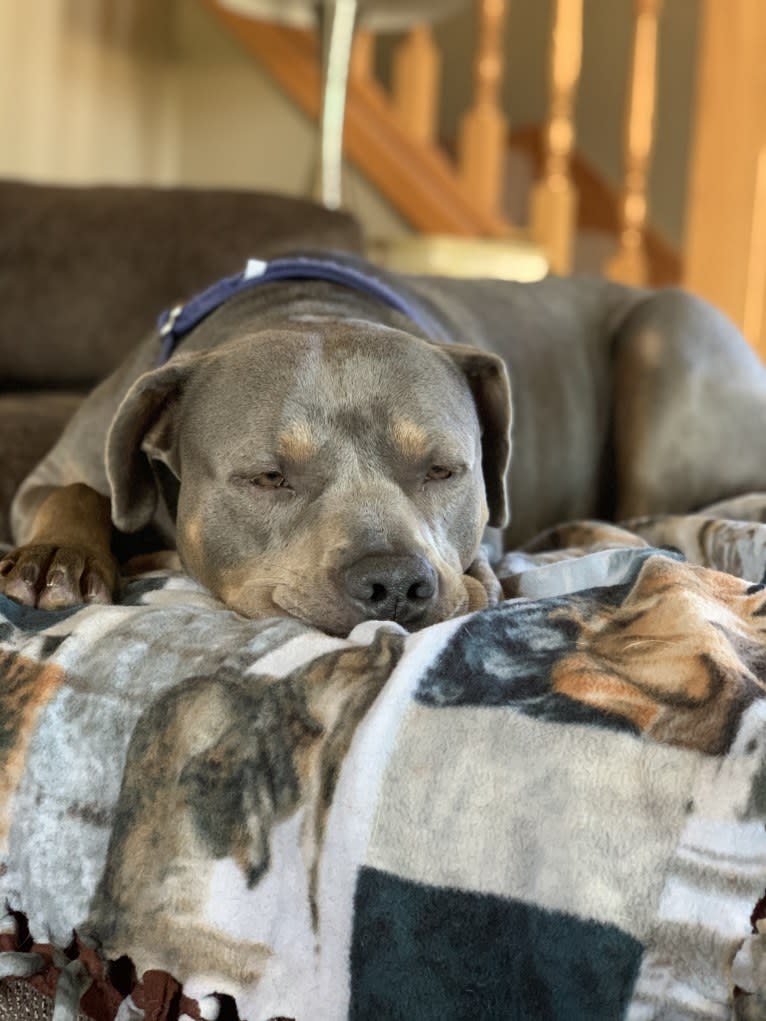 Smokey, an American Bully tested with EmbarkVet.com