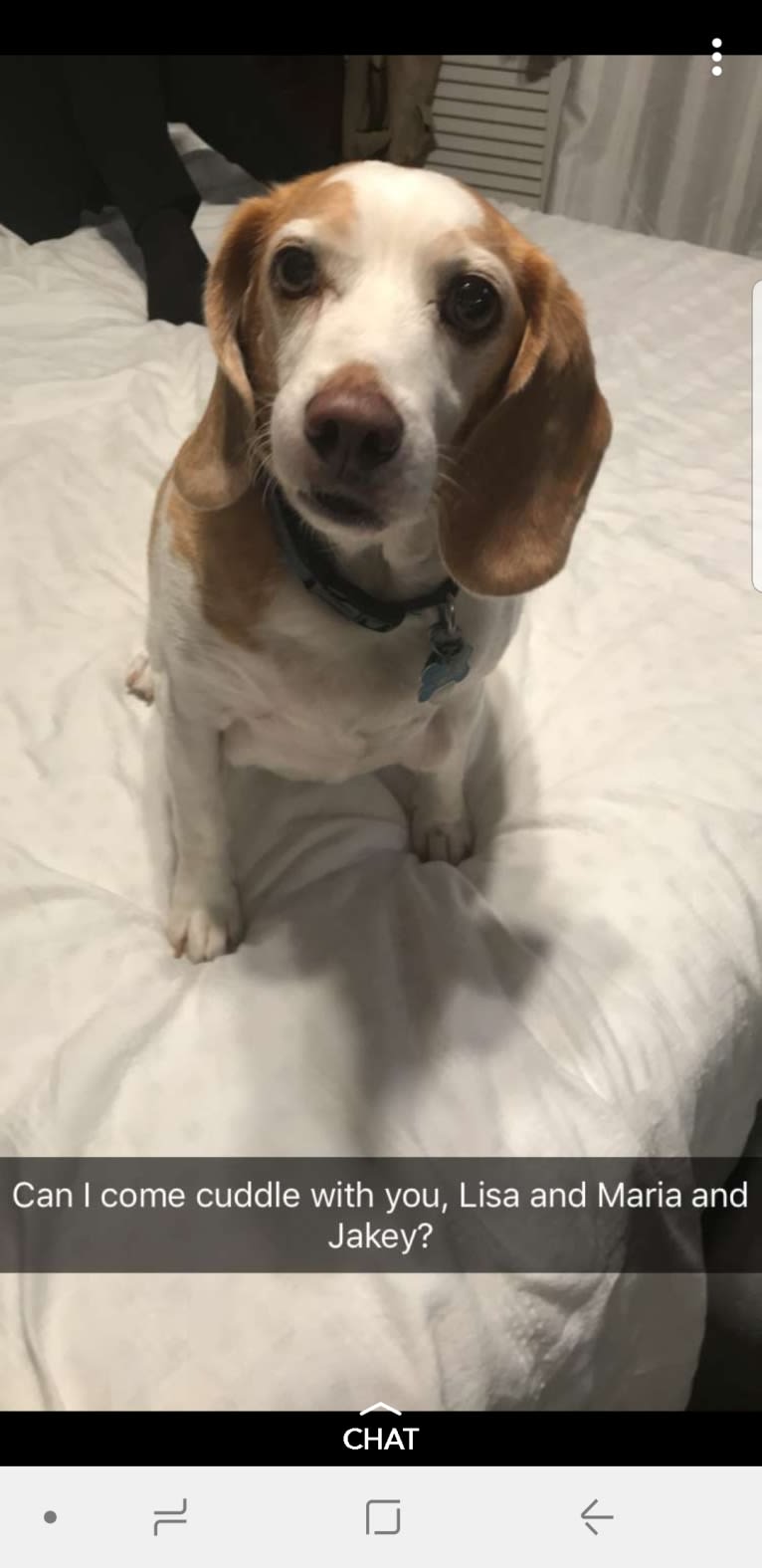 Tucker, a Beagle tested with EmbarkVet.com