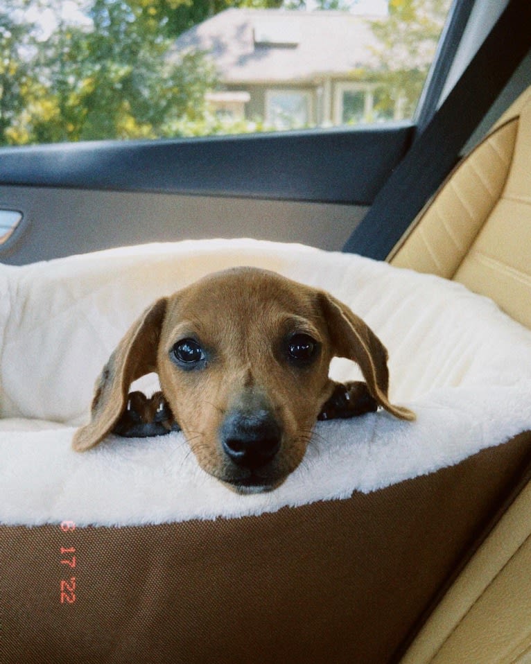 Pip, a Dachshund and Chihuahua mix tested with EmbarkVet.com