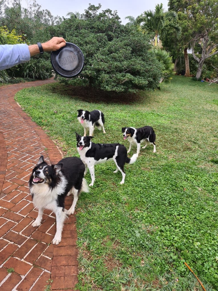 Gypsy, a Border Collie tested with EmbarkVet.com