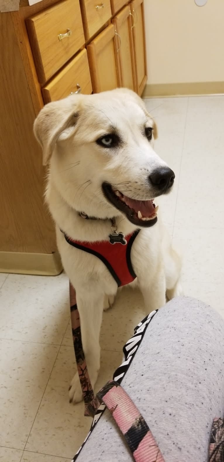 Blue, a Great Pyrenees and Anatolian Shepherd Dog mix tested with EmbarkVet.com