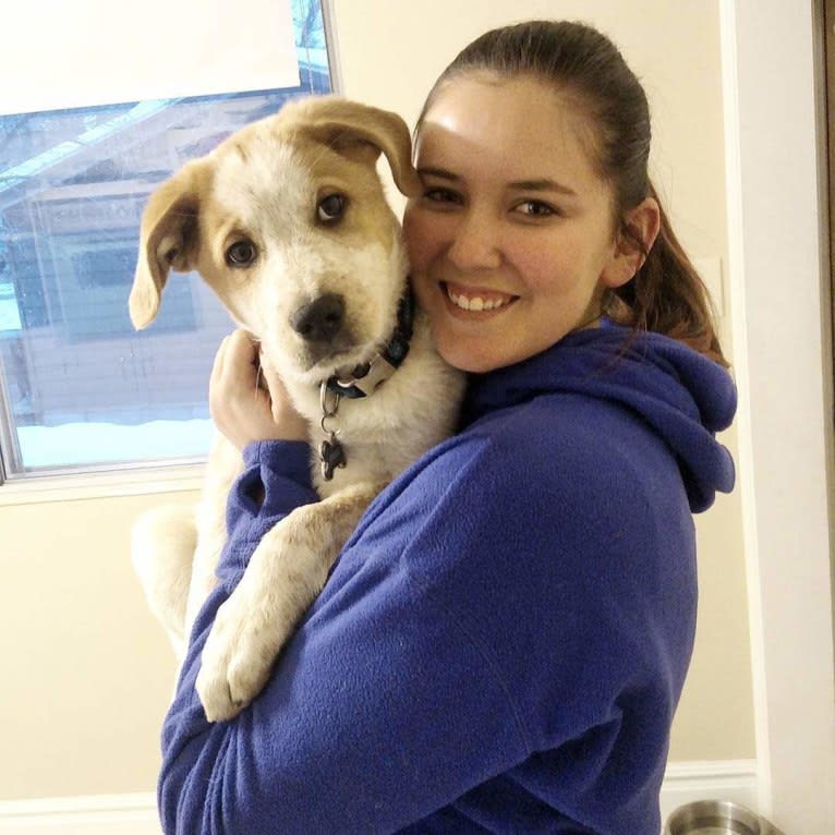 Ruger, an Australian Shepherd and German Shepherd Dog mix tested with EmbarkVet.com