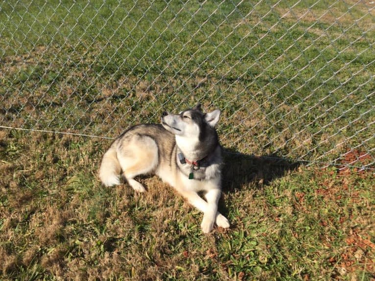 Flower, a Siberian Husky tested with EmbarkVet.com