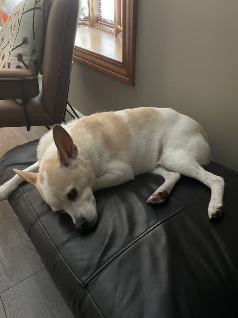 Chauncey, an American Eskimo Dog and Toy Fox Terrier mix tested with EmbarkVet.com