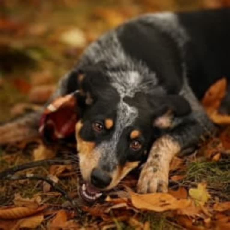 Ranger, an Australian Cattle Dog and American English Coonhound mix tested with EmbarkVet.com