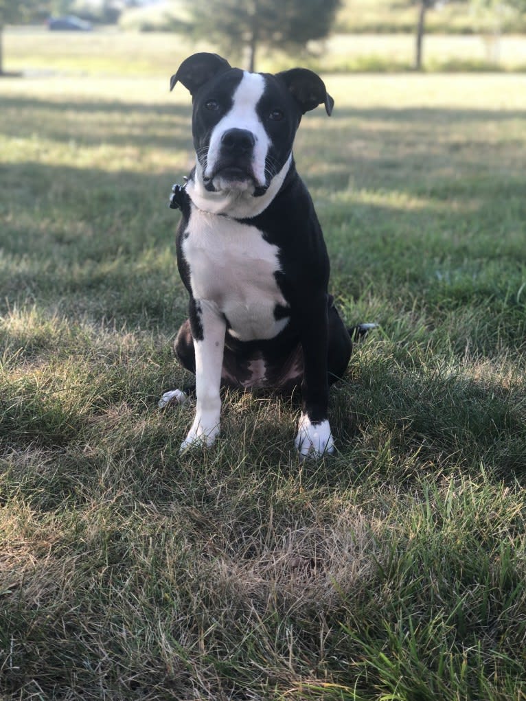 Ellie, an American Pit Bull Terrier and American Staffordshire Terrier mix tested with EmbarkVet.com