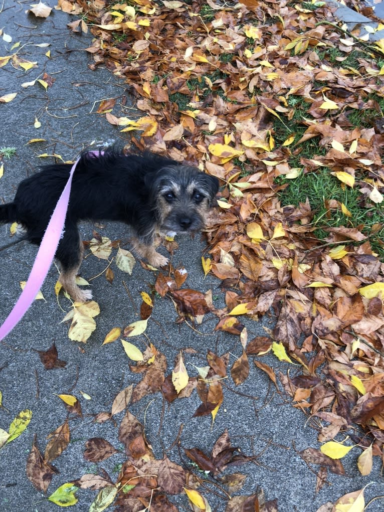 Snookie, a Border Terrier and Russell-type Terrier mix tested with EmbarkVet.com