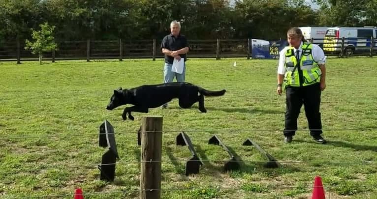 Mystic Black Fury aka Raven, a Dutch Shepherd and Belgian Malinois mix tested with EmbarkVet.com