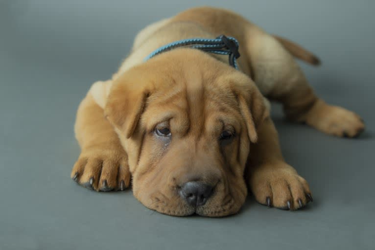 Biggie Small, a Chinese Shar-Pei tested with EmbarkVet.com