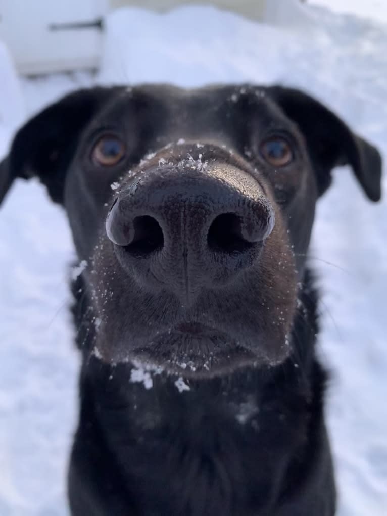 Charlie, an Australian Cattle Dog and Labrador Retriever mix tested with EmbarkVet.com