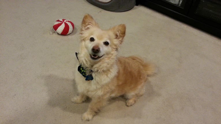 Hiroshi Katsu Matlock, a Poodle (Small) and Chihuahua mix tested with EmbarkVet.com