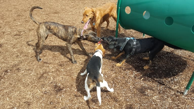 Freckles, a Beagle and German Shepherd Dog mix tested with EmbarkVet.com