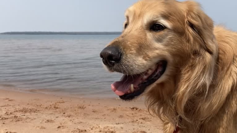 Timber “Gross Manor’s I’ll Be The One You Won’t Forget”, a Golden Retriever tested with EmbarkVet.com