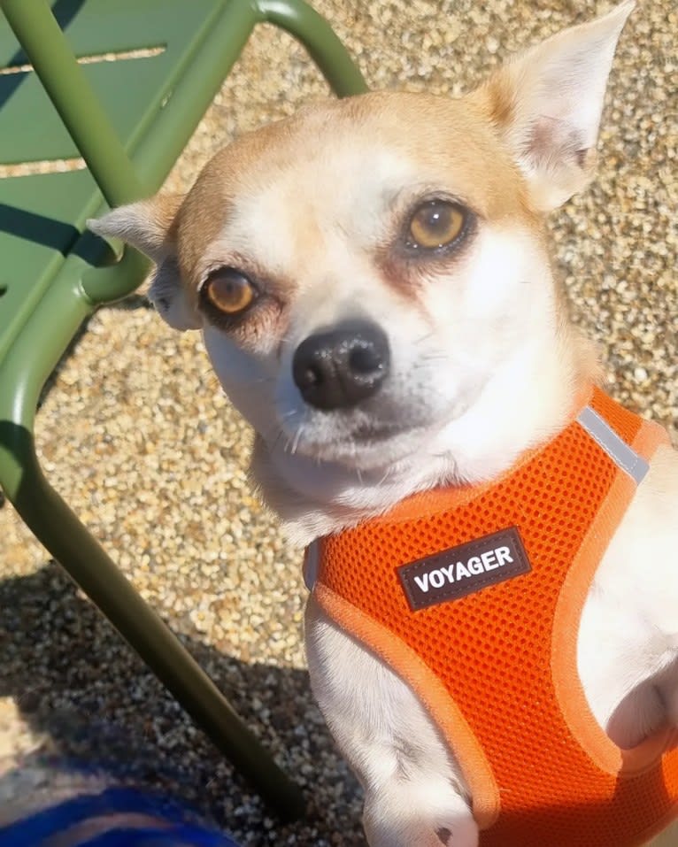 JOE, a Chihuahua and Yorkshire Terrier mix tested with EmbarkVet.com