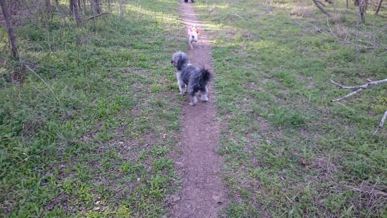 Seamus, a Chihuahua and Poodle (Small) mix tested with EmbarkVet.com