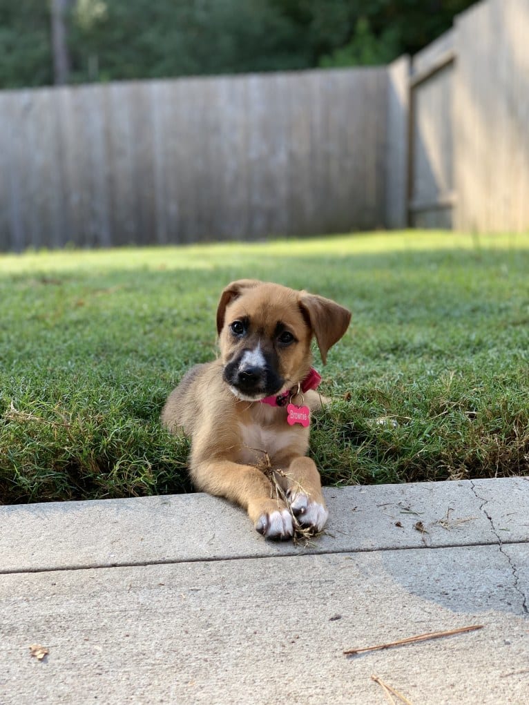 Brownie, an American Pit Bull Terrier and German Shepherd Dog mix tested with EmbarkVet.com