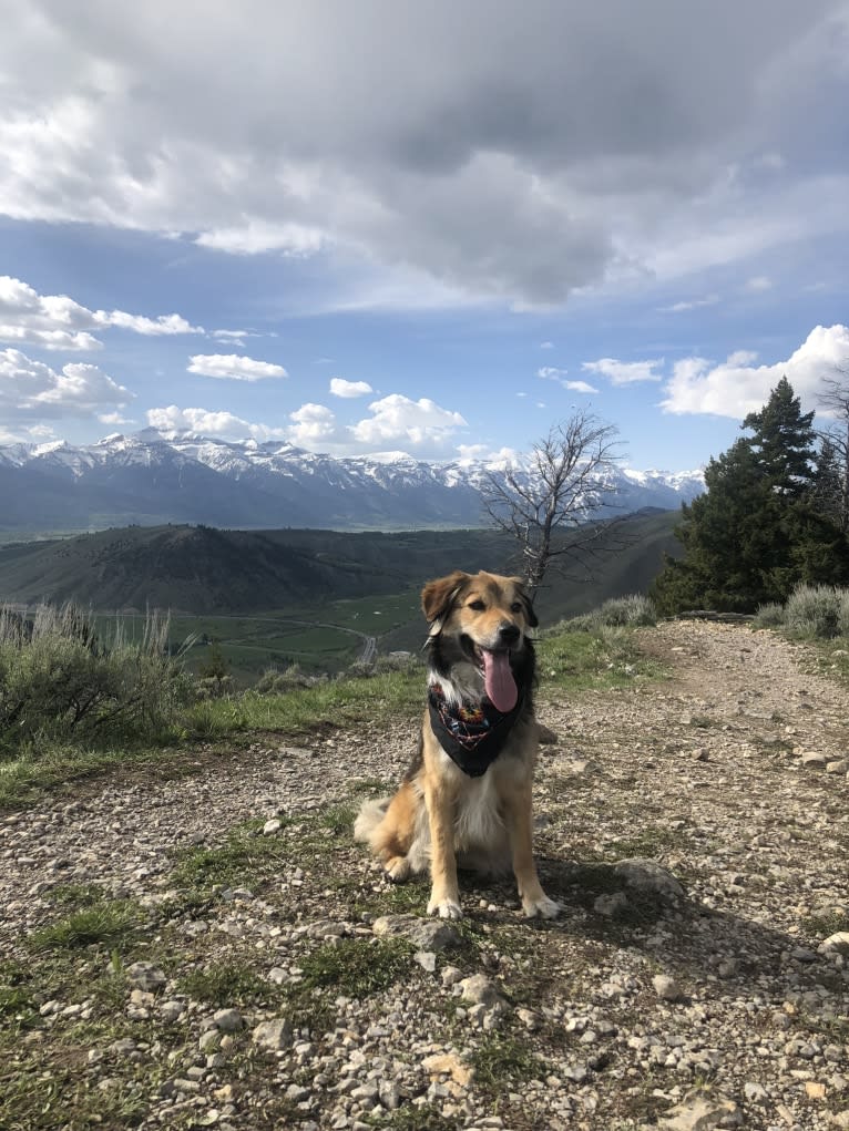 Akela, an American Pit Bull Terrier and Australian Cattle Dog mix tested with EmbarkVet.com