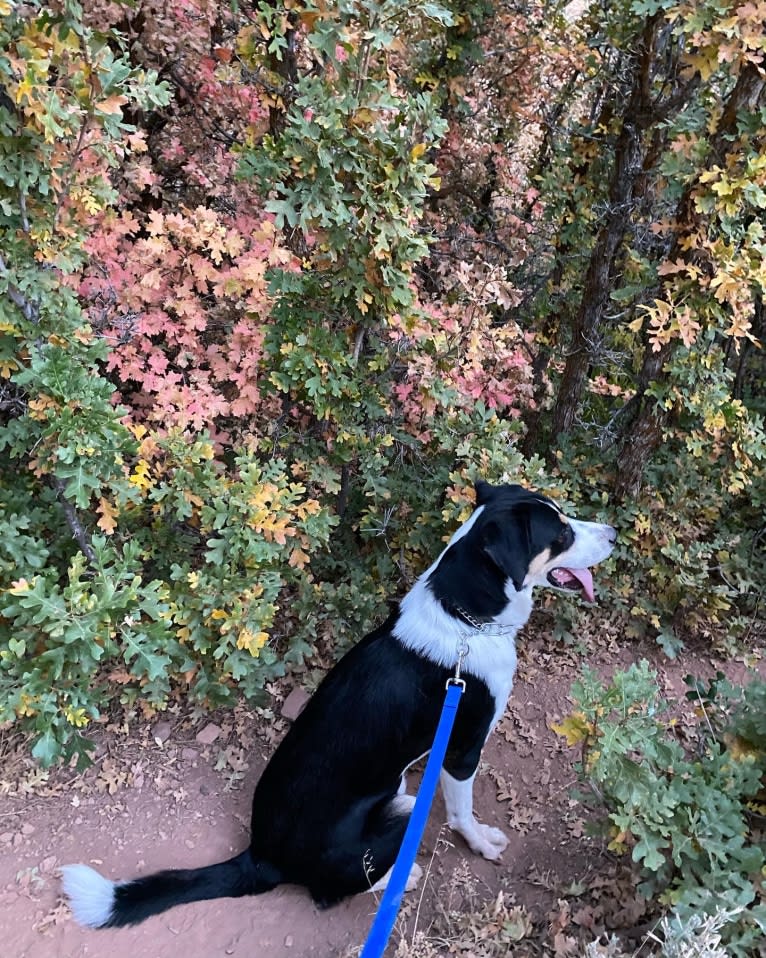 Beau, a Greater Swiss Mountain Dog and Great Pyrenees mix tested with EmbarkVet.com