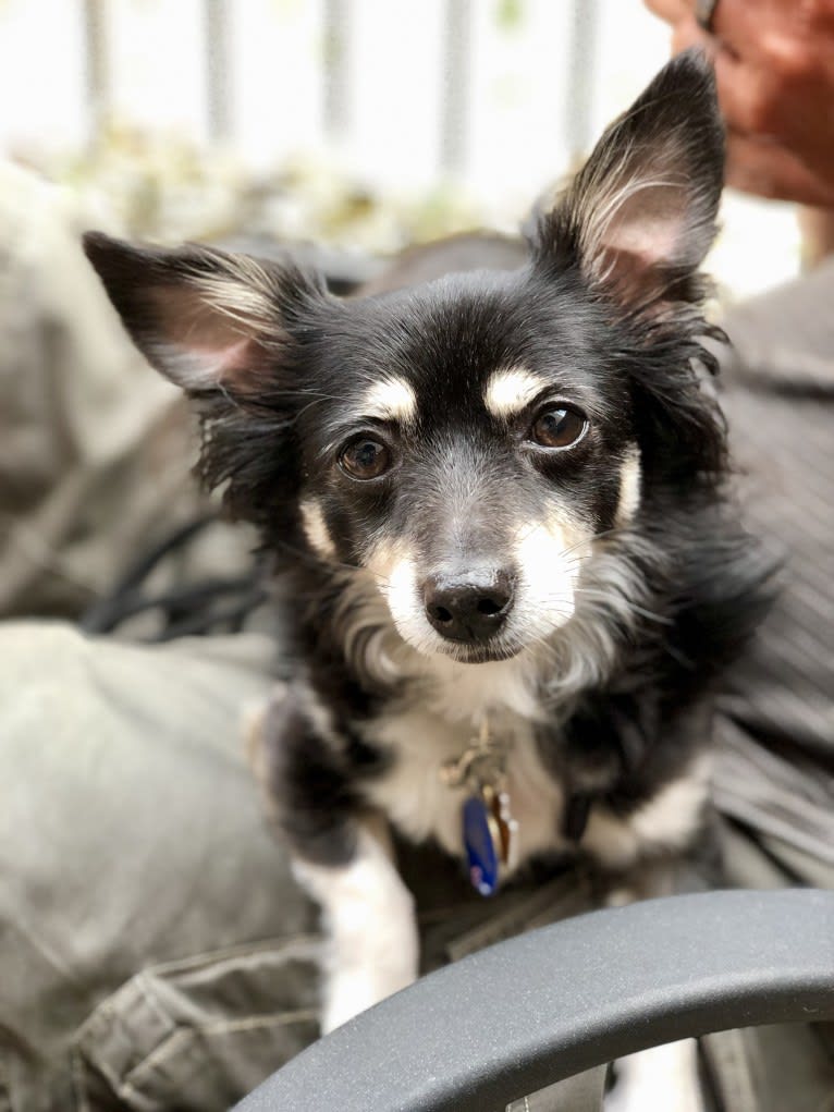 Daisy, a Chihuahua and Poodle (Small) mix tested with EmbarkVet.com